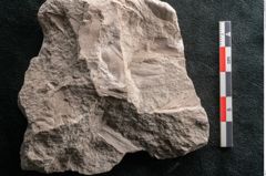 Foto (Detailansicht) von Dictyopteris brongniarti Gutb. (NHMW-GEO-2024-0188-10784)
